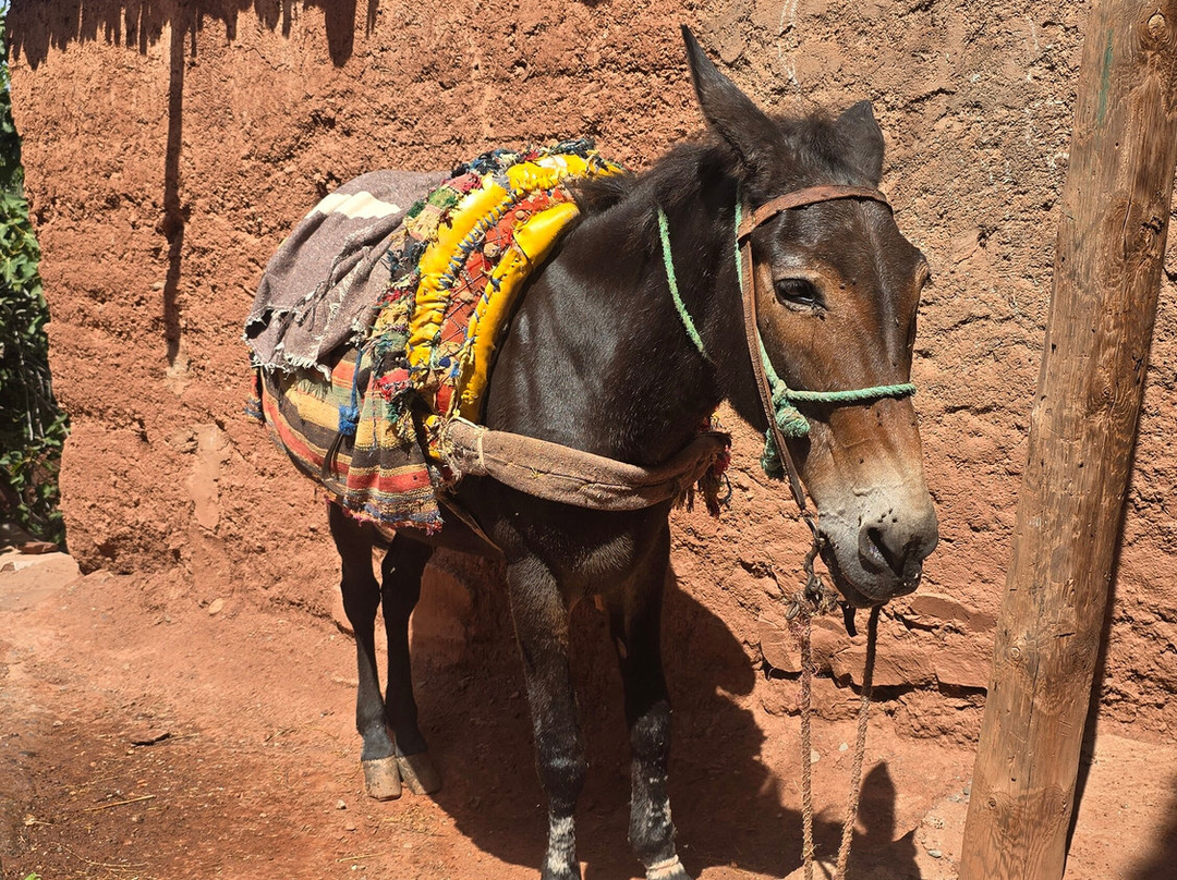 Berbere Atlas Experience-奥伊俄贞必去景点