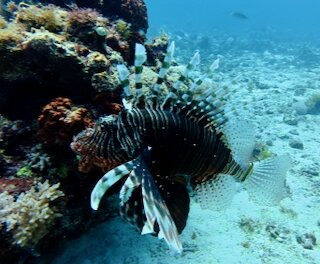 Dive Planet Mafia Island-Utende必去景点