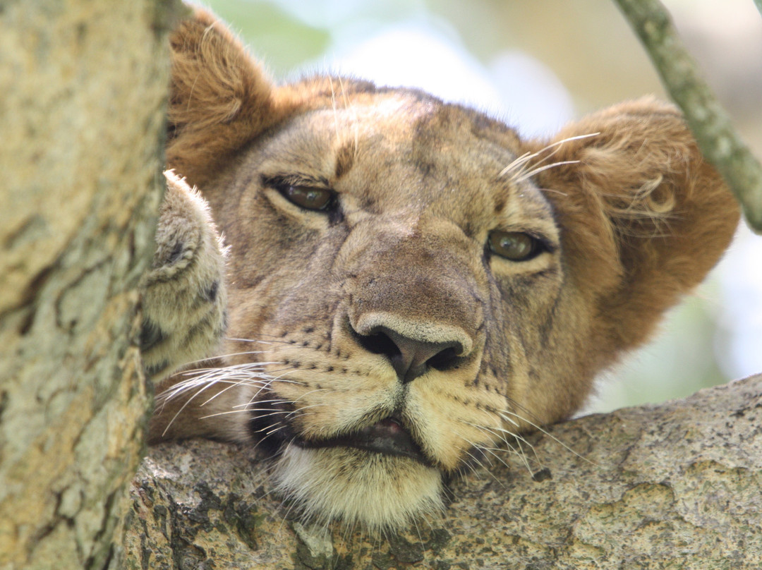 Gorillas and Beyond Safari-恩德培必去景点