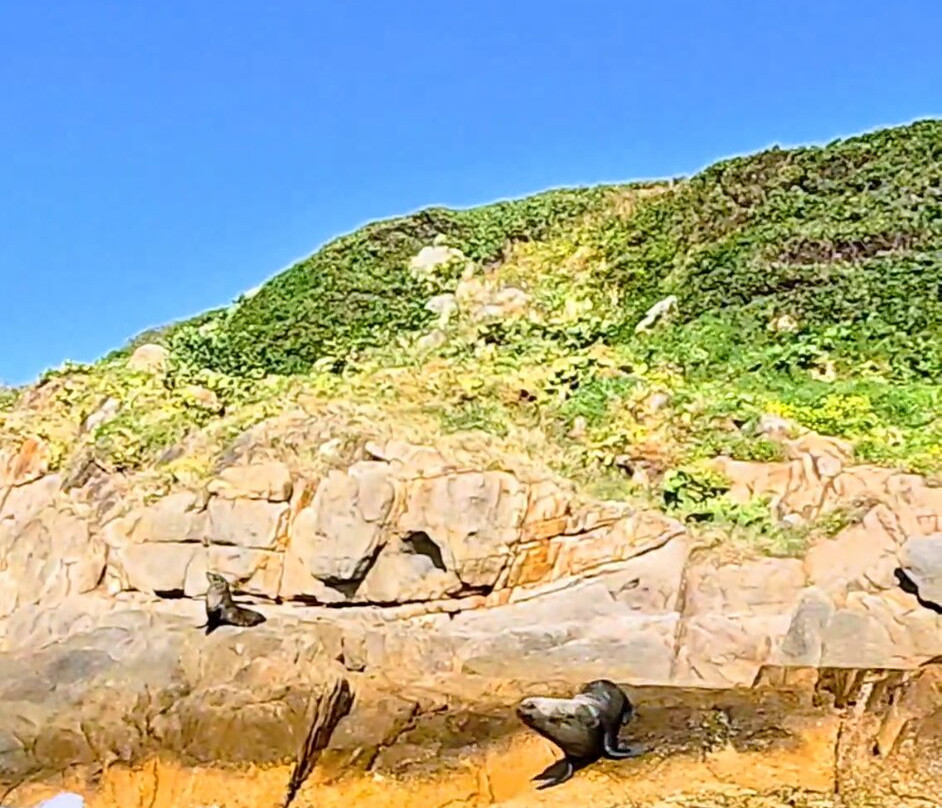 Salty Pilgrims Freediving-史蒂芬斯港必去景点