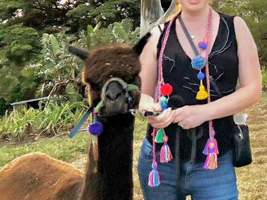 Maui Alpaca-马卡瓦必去景点