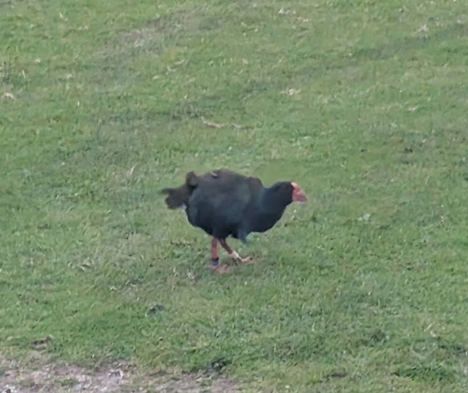 Kiwiness Tours-马塔卡纳小镇必去景点