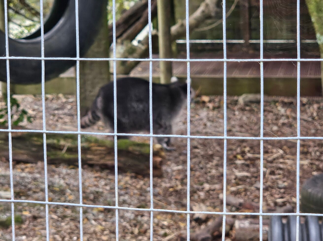 Screech Owl Sanctuary & Animal Park-St Columb Major必去景点