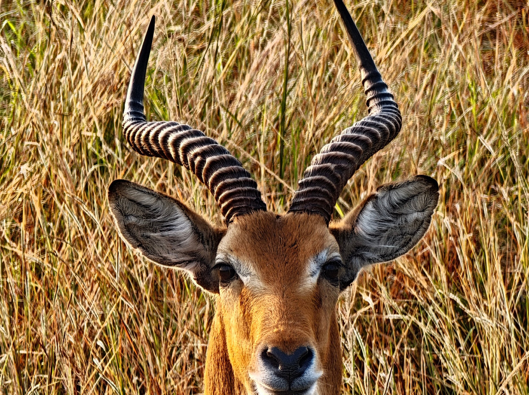 Safari Hunters UG-坎帕拉必去景点