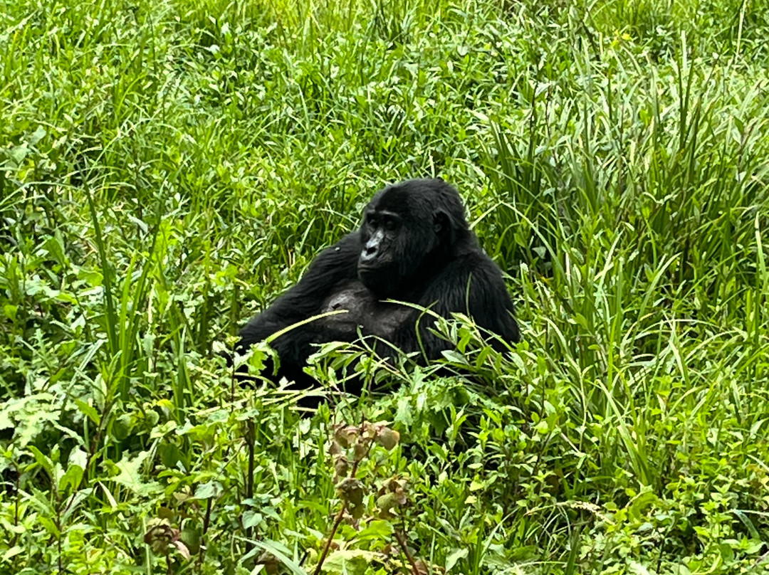 Go Gorilla Trekking-吉佳利必去景点