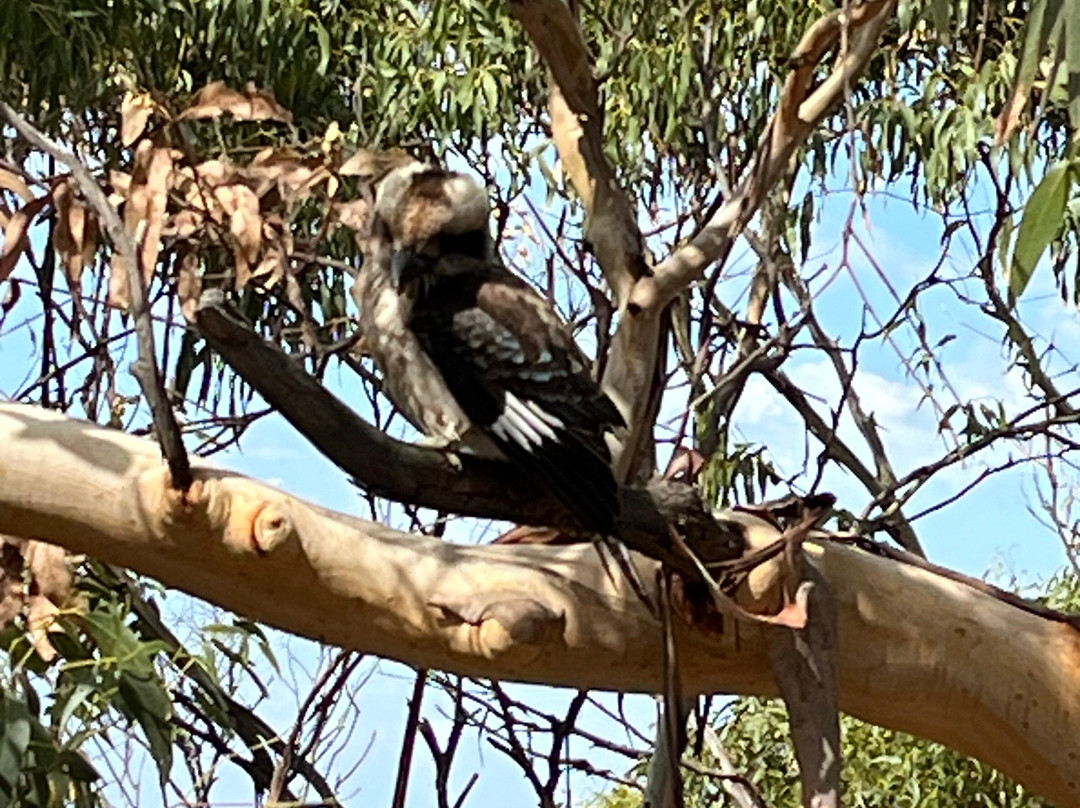 Teddy's Lookout-洛恩必去景点
