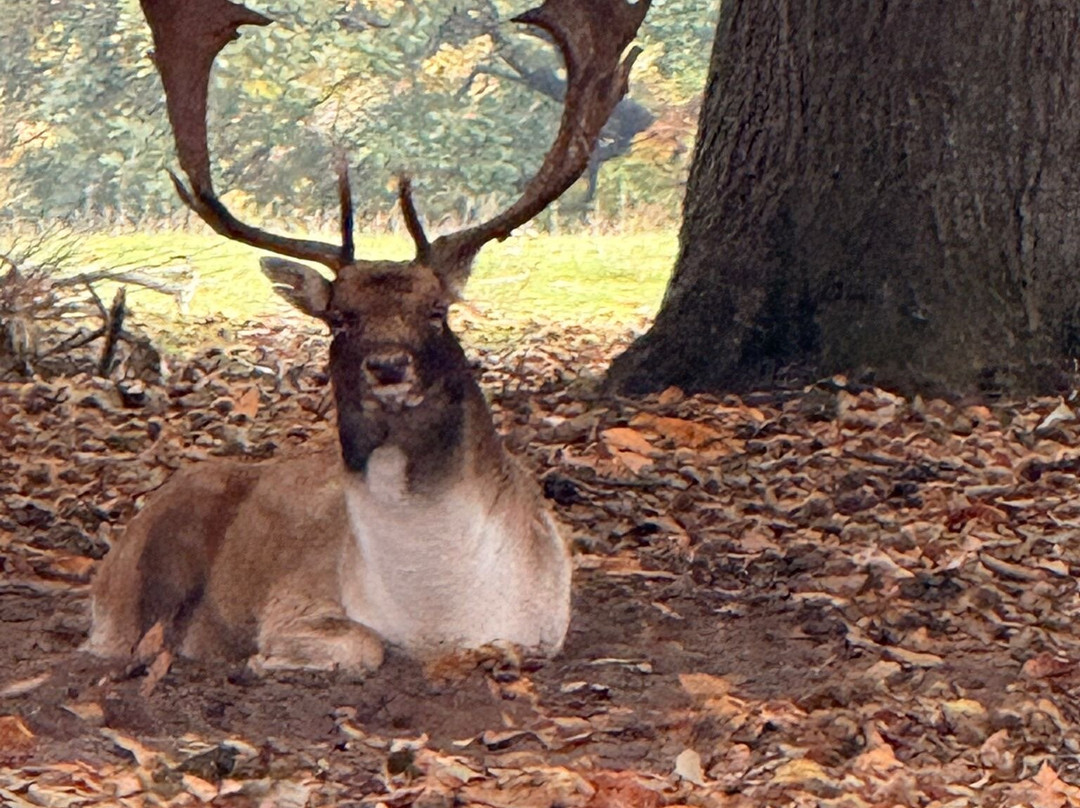 Knole Park-Sevenoaks必去景点