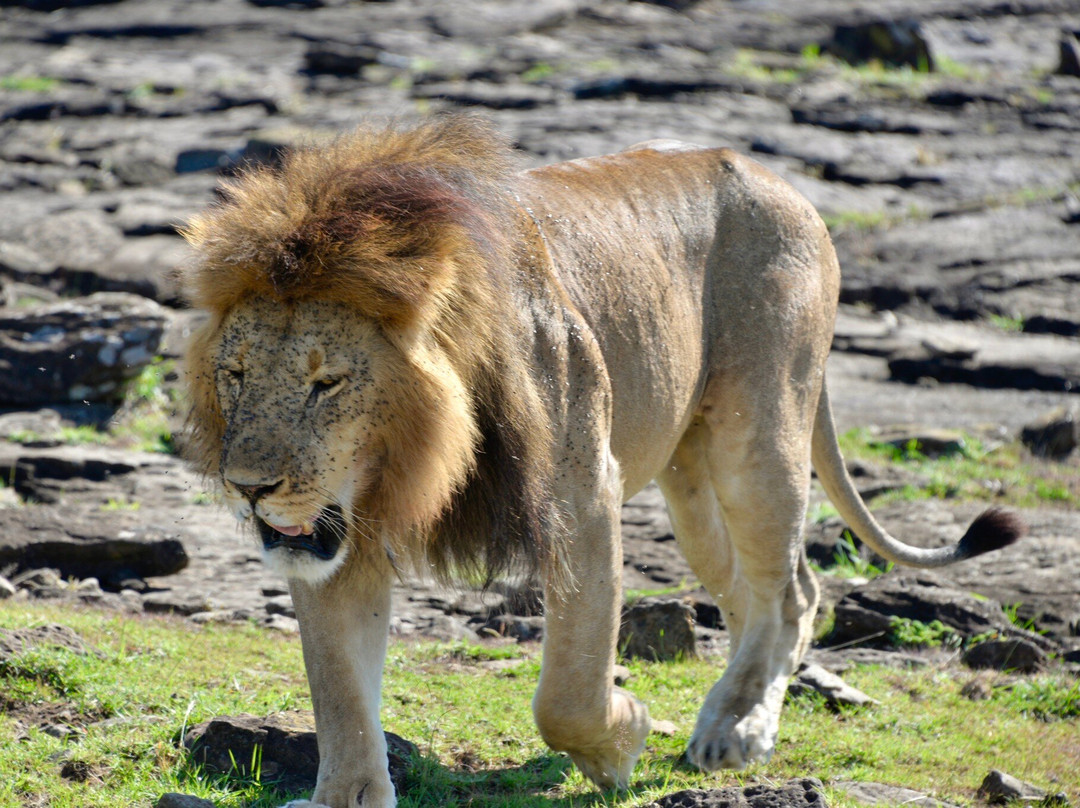 Earthlife Expeditions-阿鲁沙必去景点