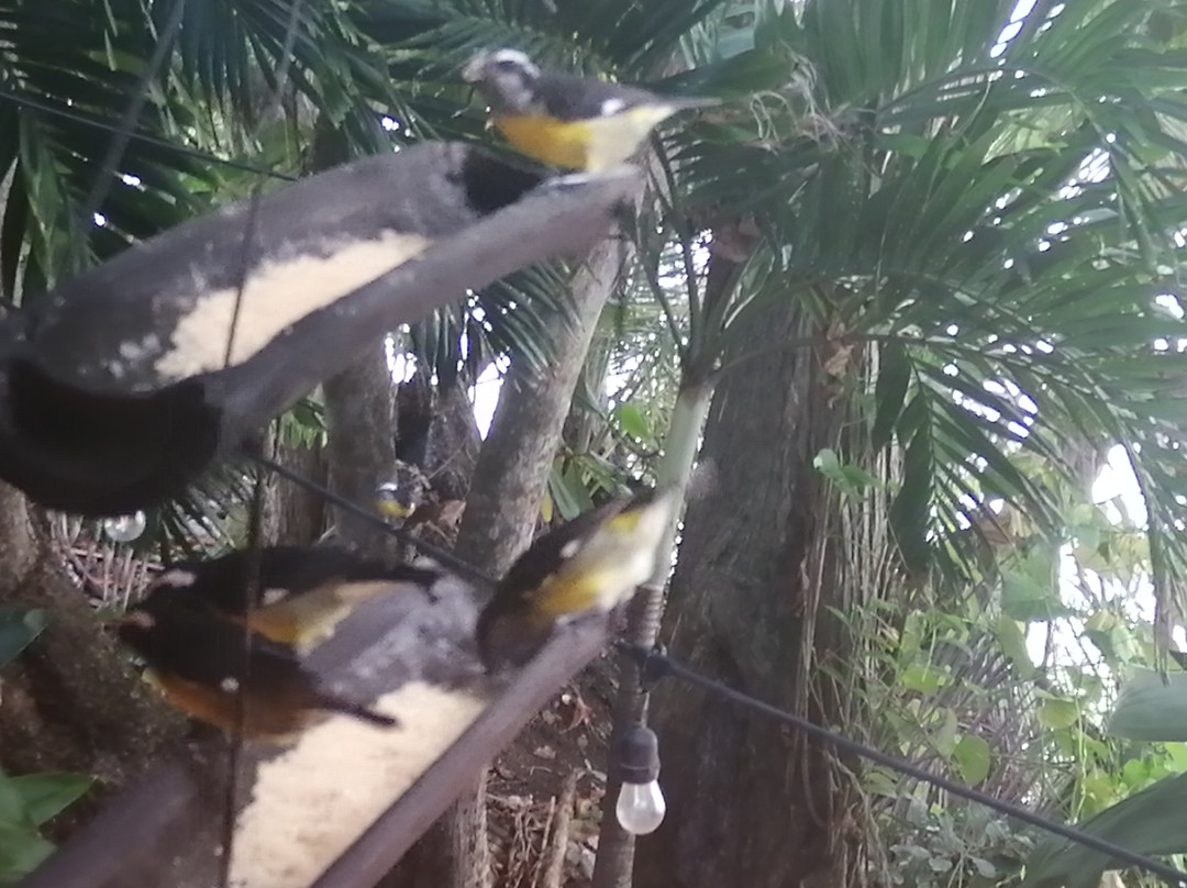 Tobago Chocolate Delights