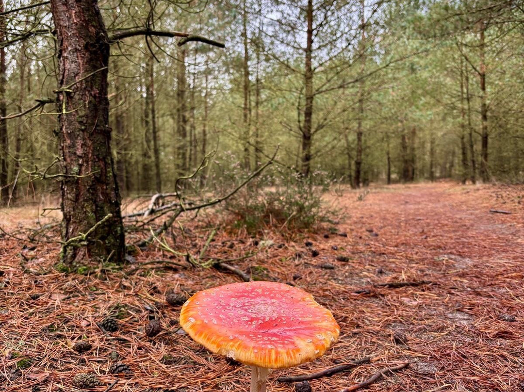 De Hoge Veluwe National Park-Gelderland Province必去景点