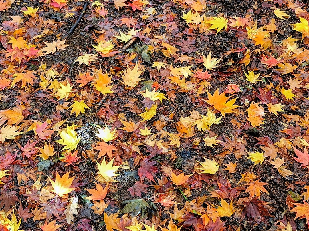 Westonbirt Arboretum-泰特伯里必去景点