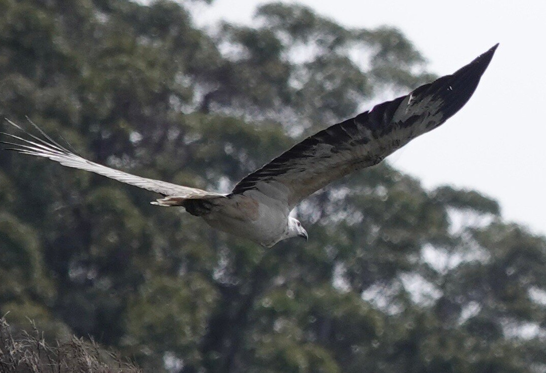 Wild Ocean Tasmania-伊格尔霍克内克必去景点