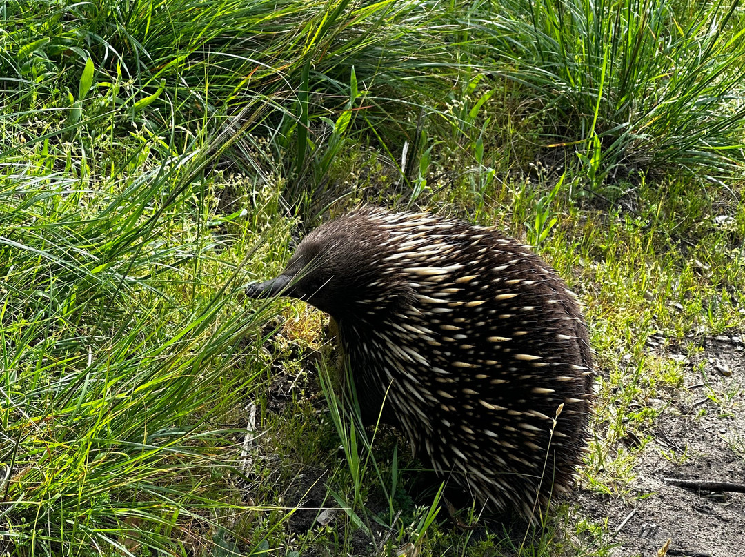 Auswalk Walking Holidays-墨尔本必去景点