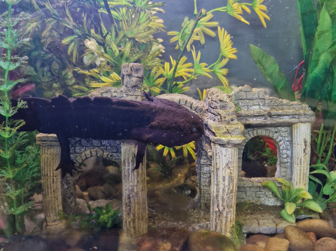 Camel Creek Family Adventure Park-Wadebridge必去景点