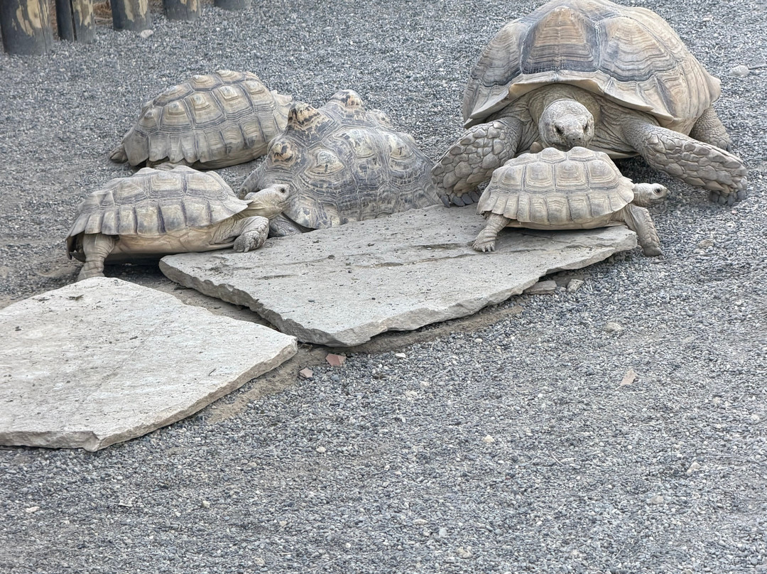 Crocodile Park-托雷莫里诺斯必去景点