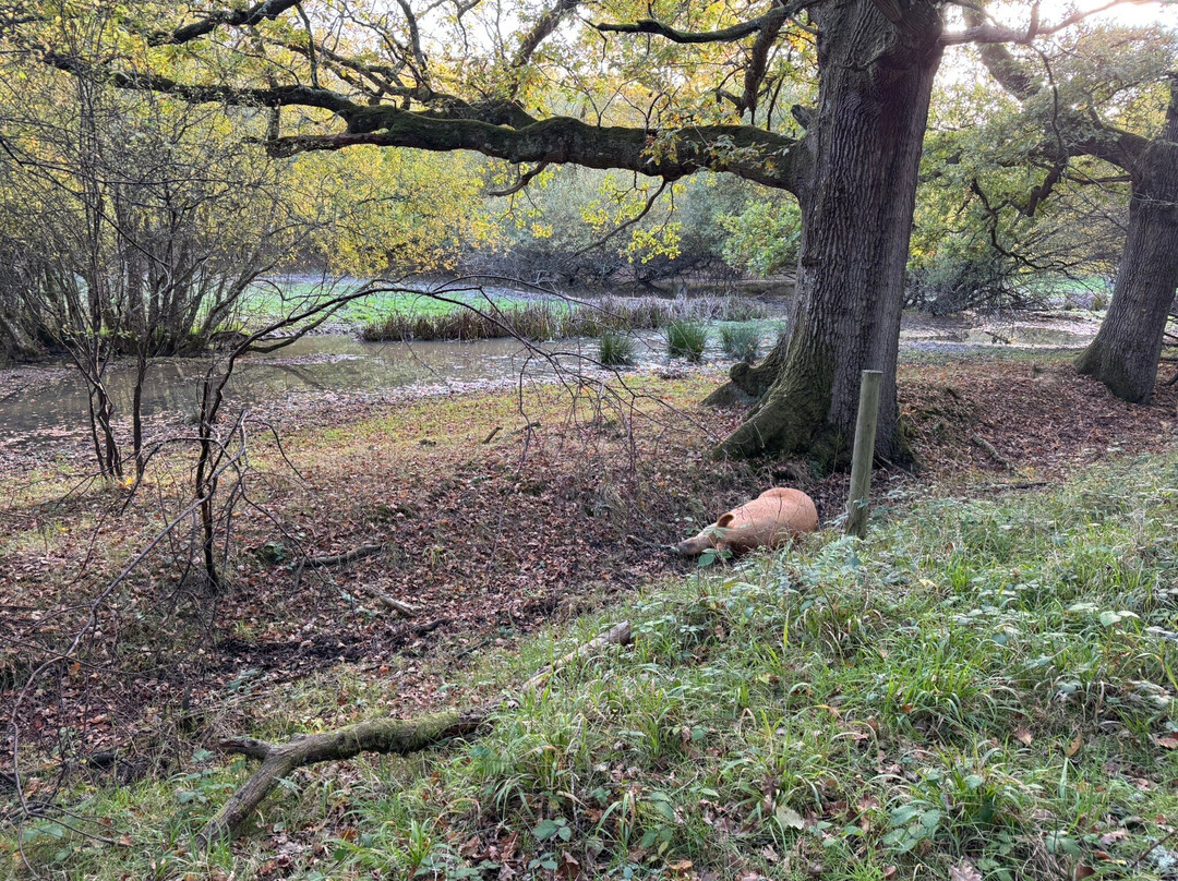 Knepp Wildland Safaris-霍舍姆必去景点