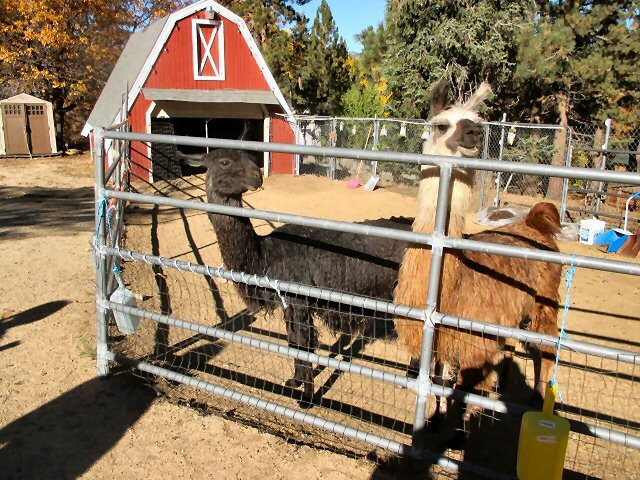 Pine Knot Guest Ranch主图