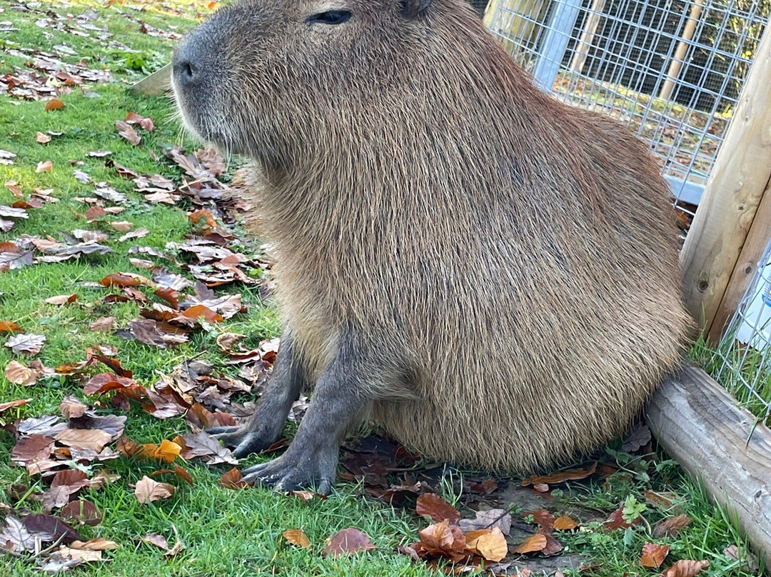 The Meadows Farm-卡菲利必去景点