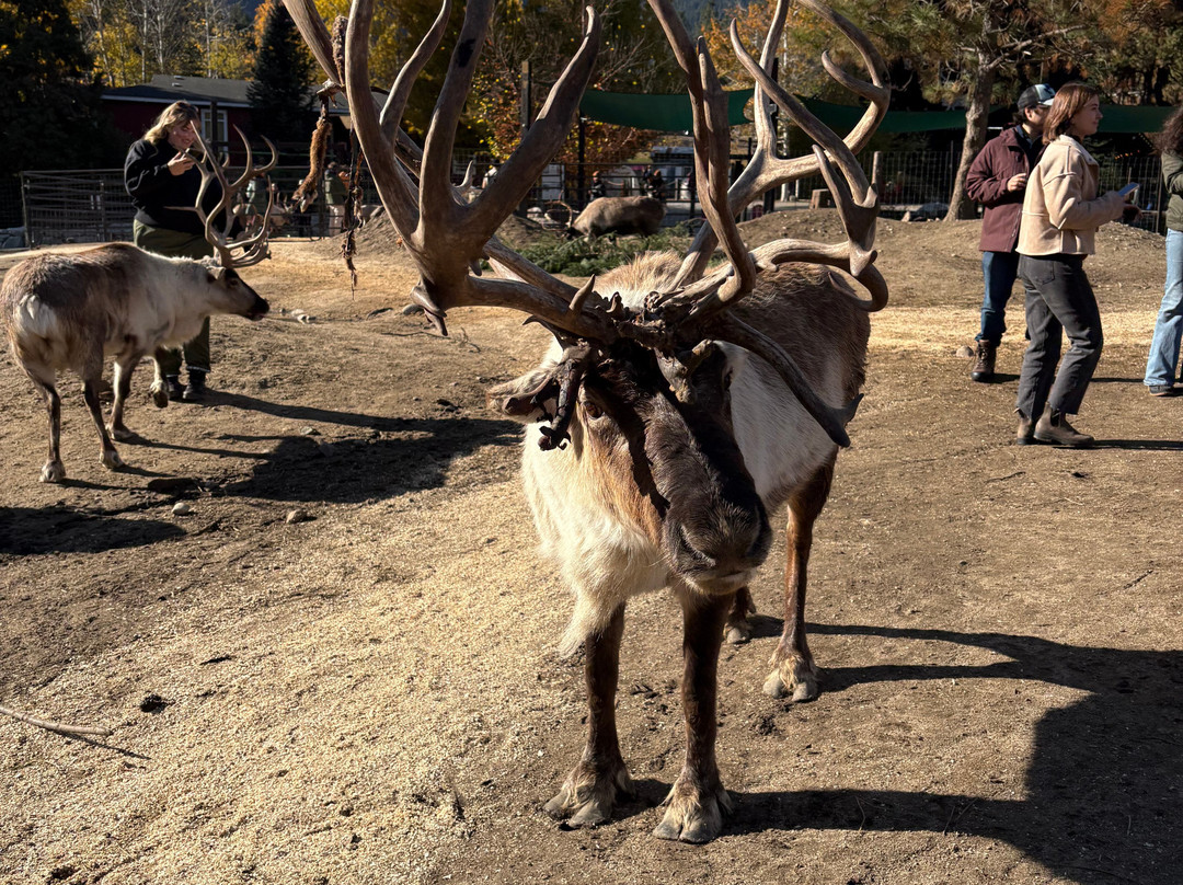 Leavenworth Reindeer Farm-莱文沃思必去景点