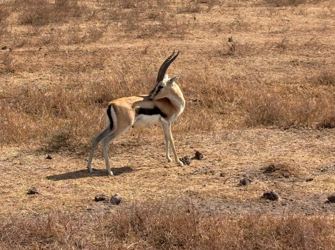 Utopia safaris-阿鲁沙必去景点