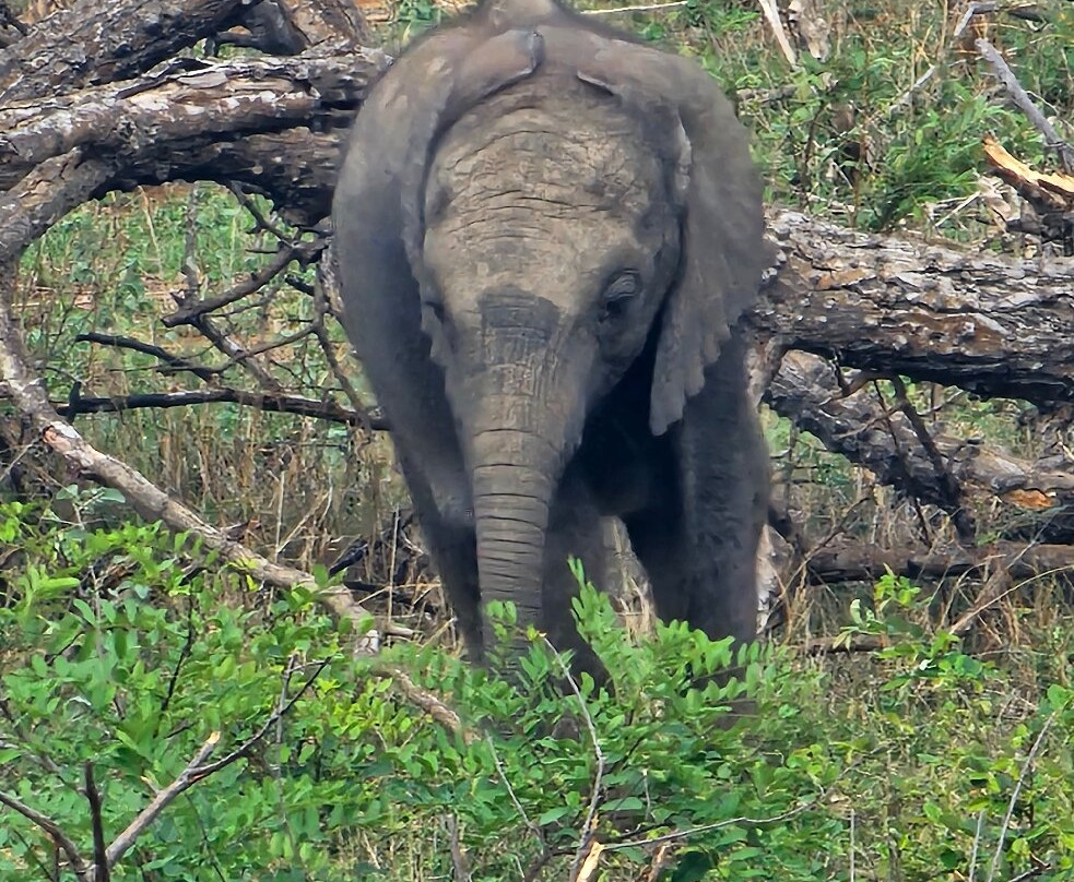 Africa Moja Tours And Safaris-桑顿必去景点