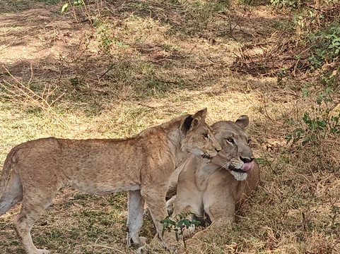 Togola Safaris And Adventure-阿鲁沙必去景点