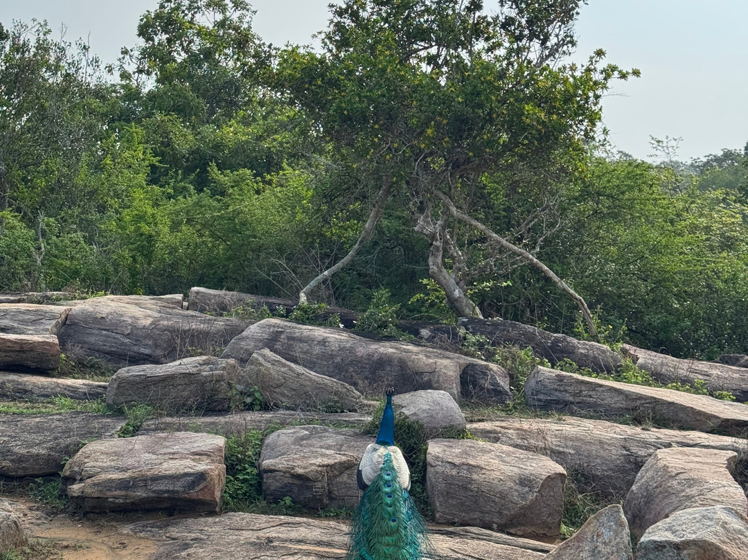Yala Bundala NPA Safari-蒂瑟默哈拉默必去景点