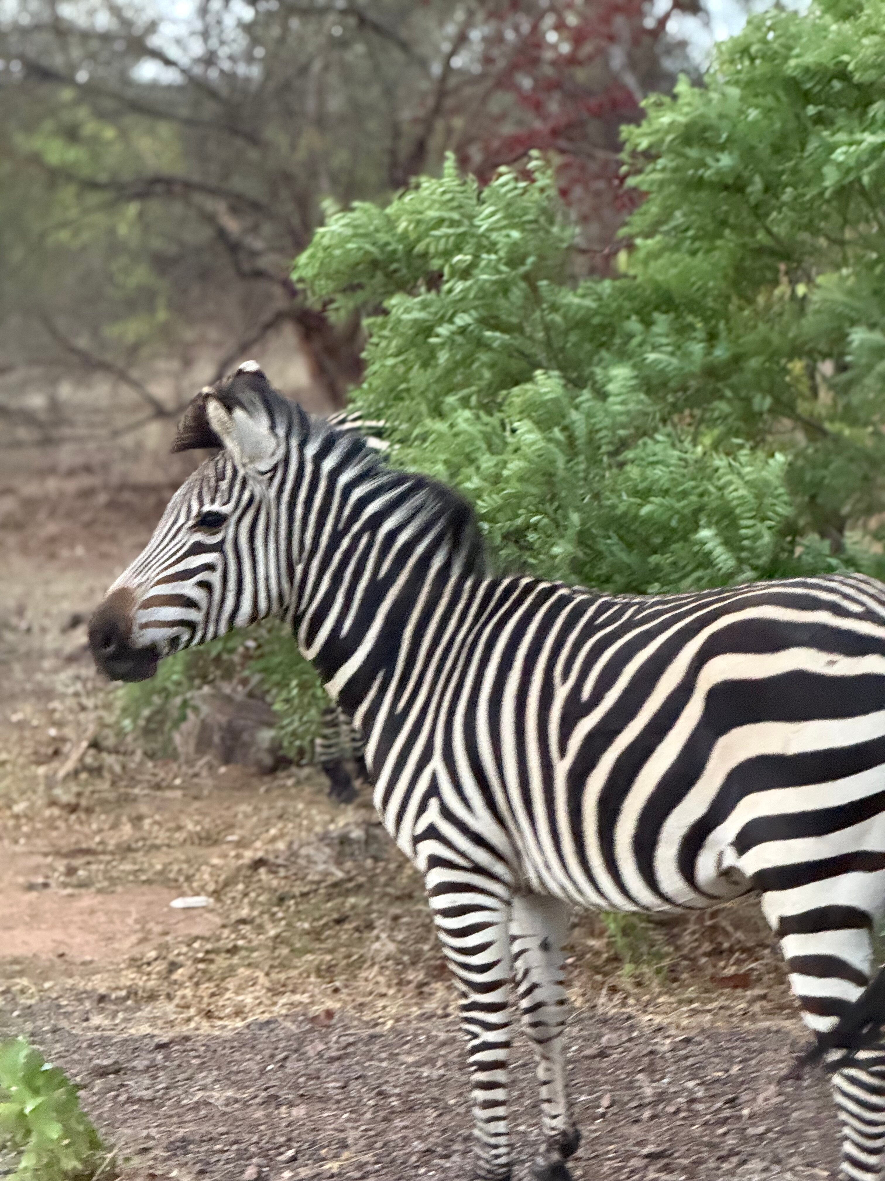 Radisson Blu Mosi-Oa-Tunya, Livingstone Resort-官方