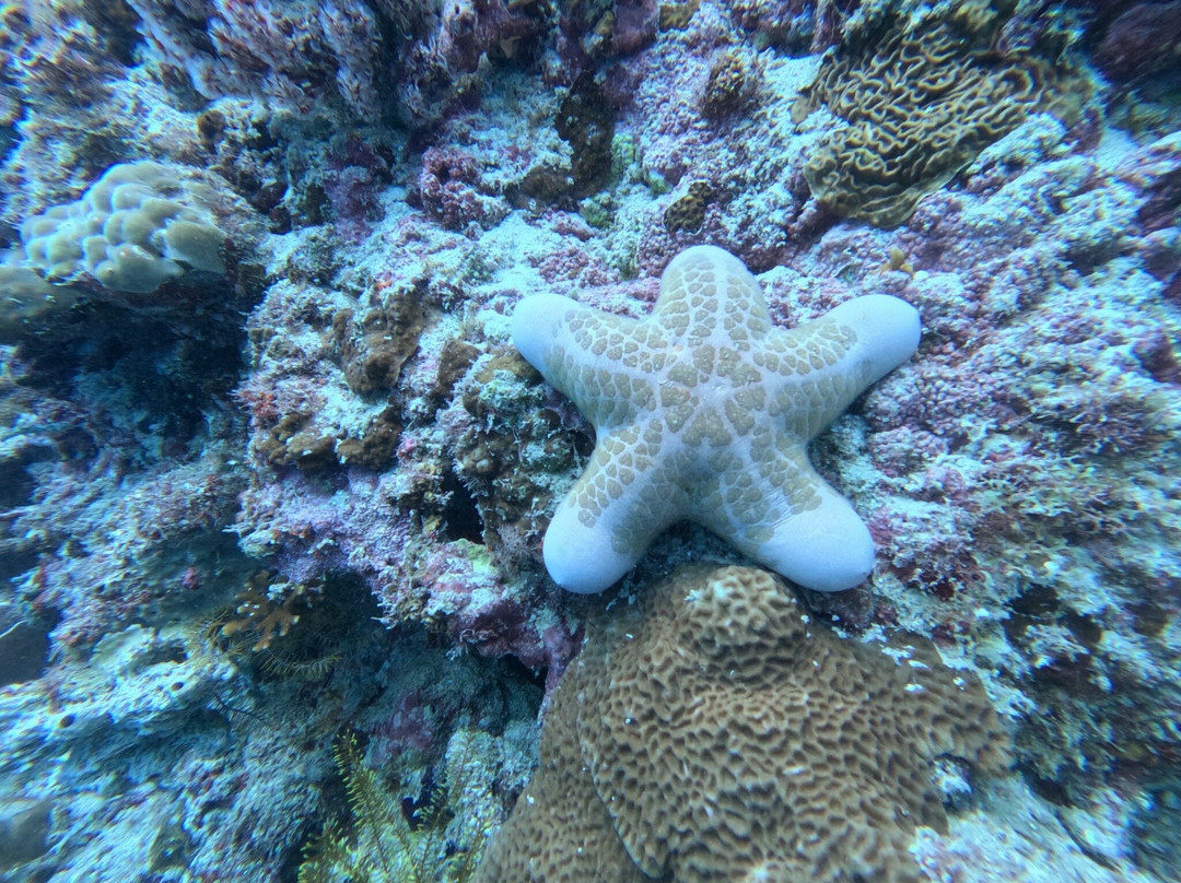 阿罗娜海盗潜水中心-塔拉瓦环礁必去景点