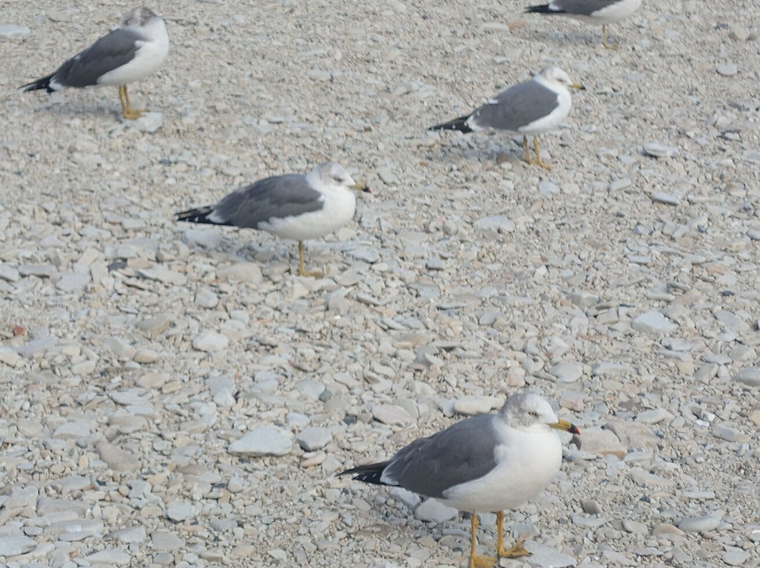Jodogahama  Beach-宫古市必去景点