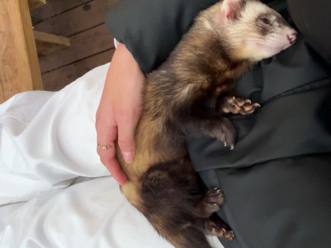 Monkey World-希勒洛必去景点