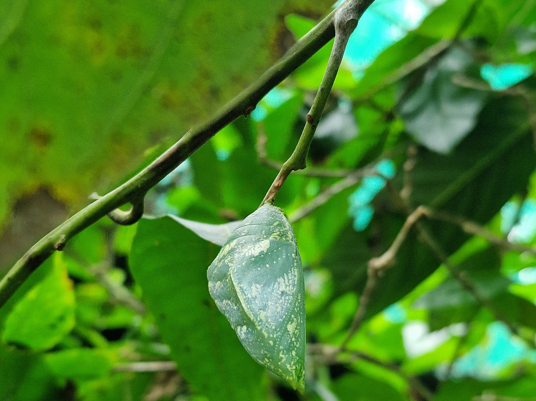 Royal Butterflies-哈科必去景点
