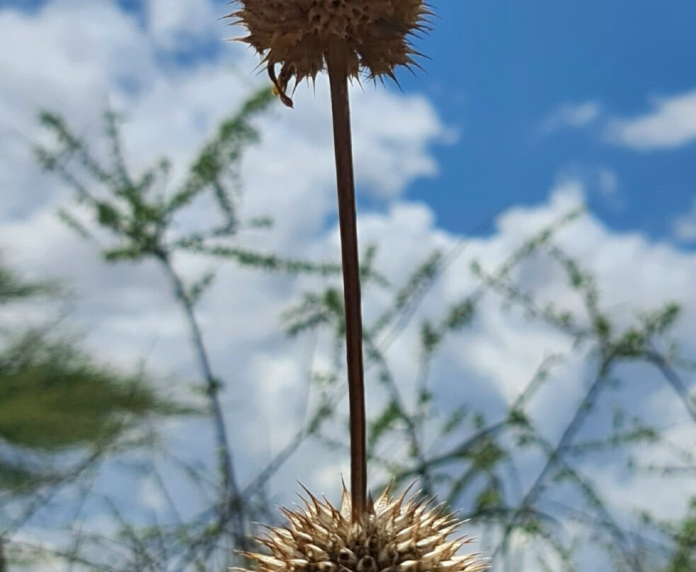 Olduvai Gorge-恩戈罗恩戈罗保护区必去景点