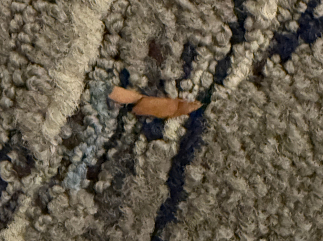 Holiday Inn Express & Suites Texarkana By IHG主图