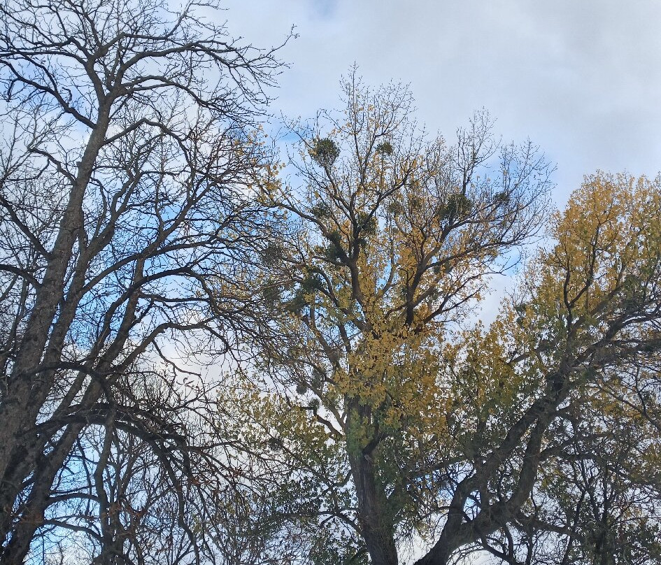 The Central Park-Stavropol必去景点