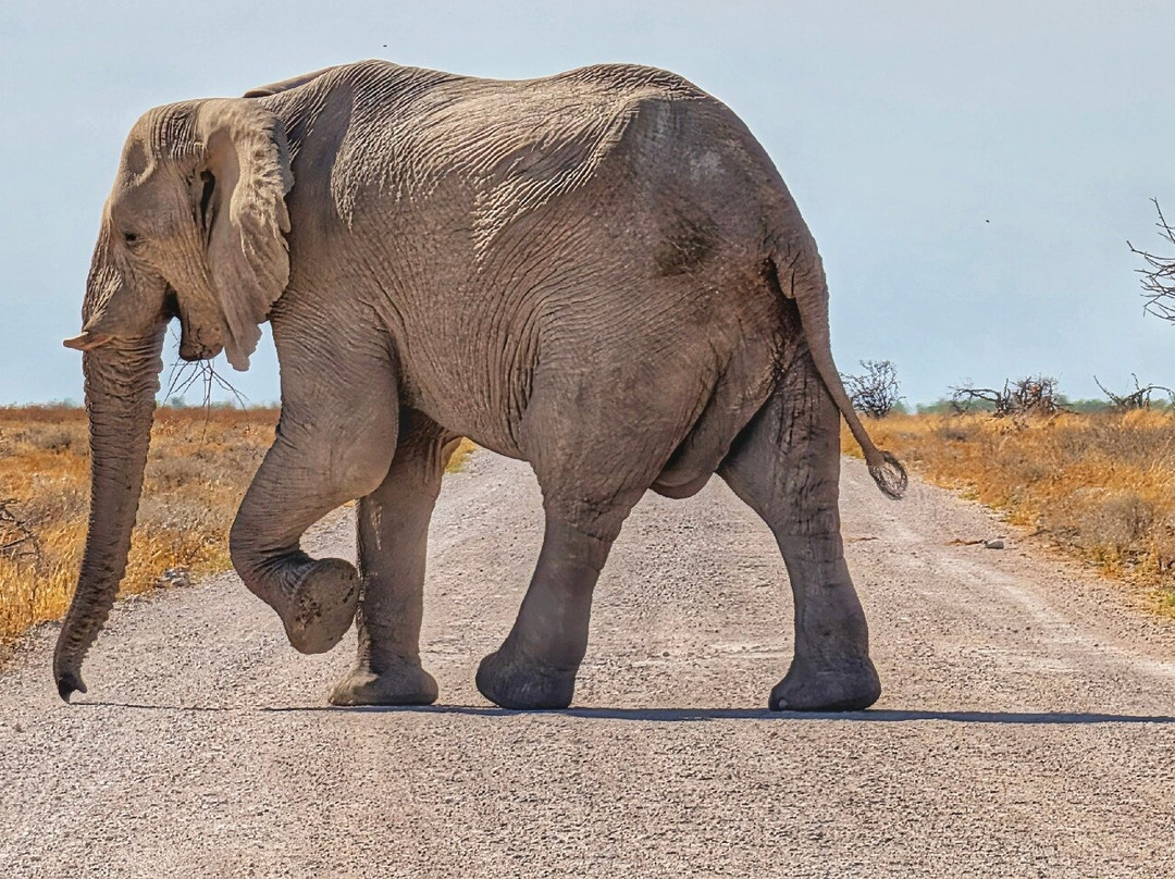 Born in Etosha Self-Drive Private Tours-Okaukuejo必去景点