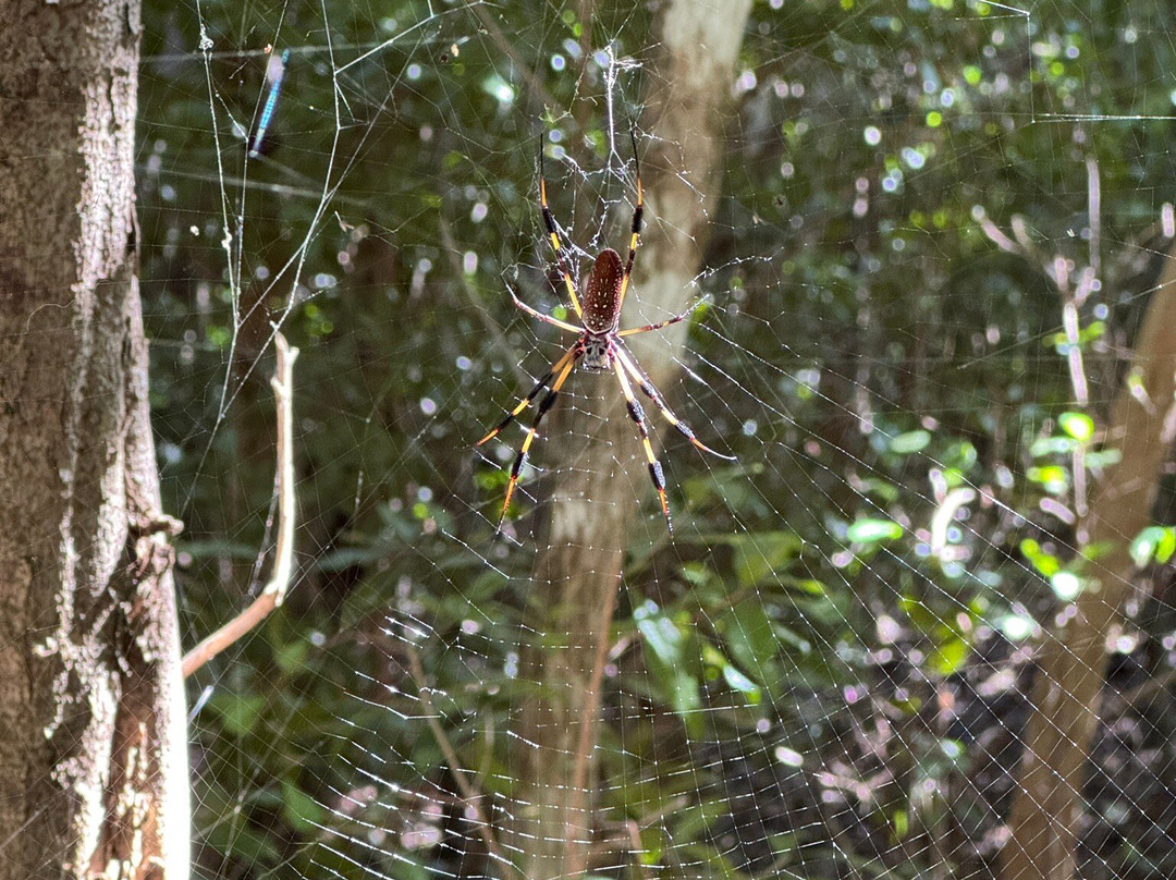 Windley Key Fossil Reef Geological State Park-伊斯拉摩拉达必去景点