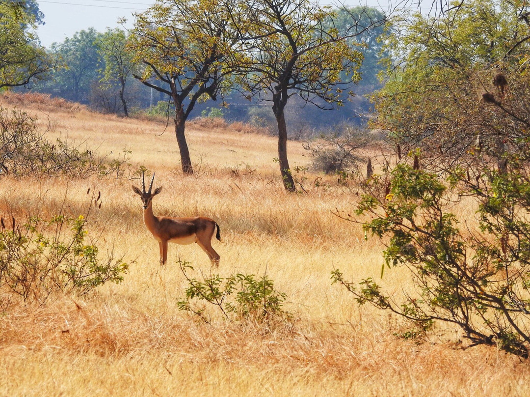 Grassland Safari Maharashtra - Kadbanwadi-Baramati必去景点