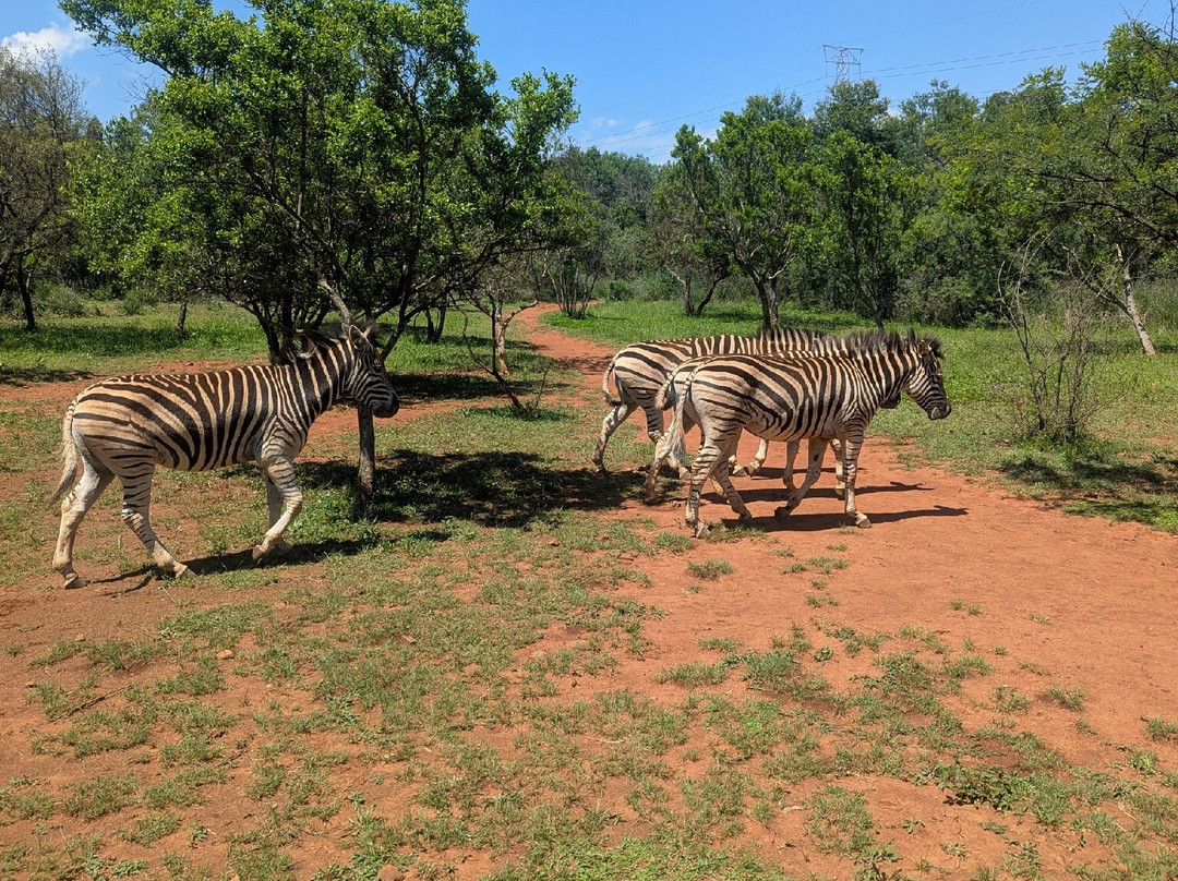 Faerie Glen Nature Reserve-比勒陀利亚必去景点