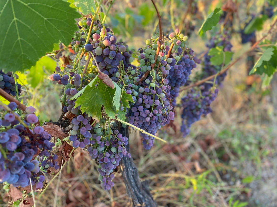 Poggio Molina-Bucine必去景点