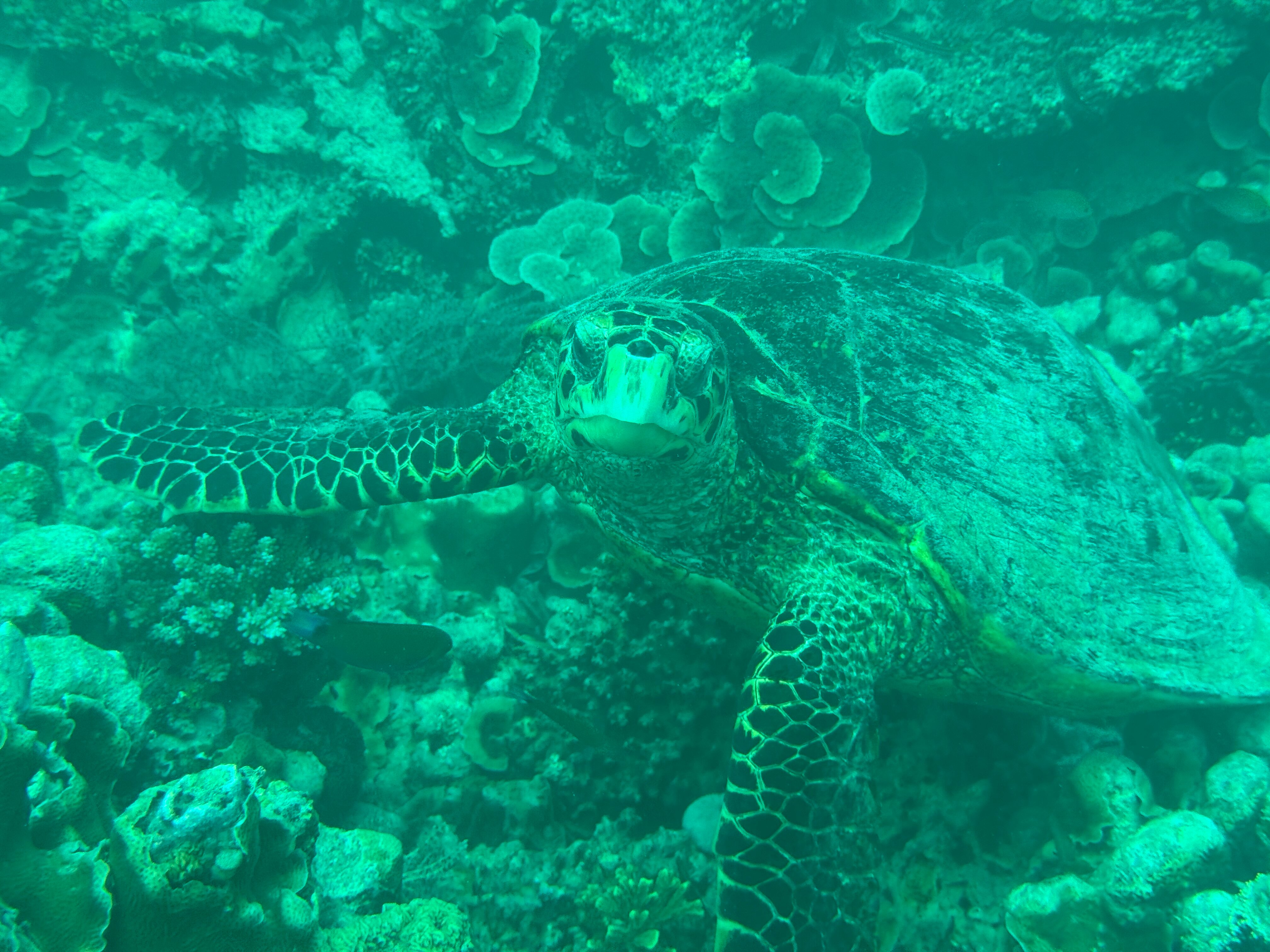 Butiama Beach Lodge-官方