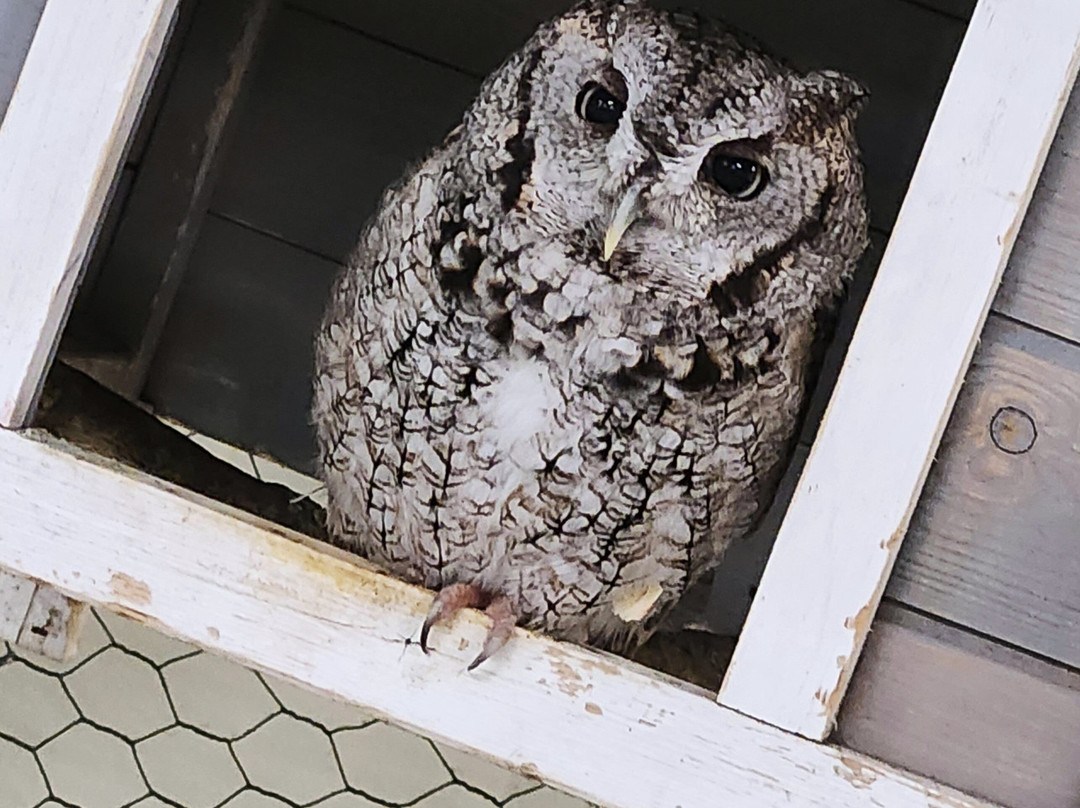 The Texas Zoo-维多利亚必去景点