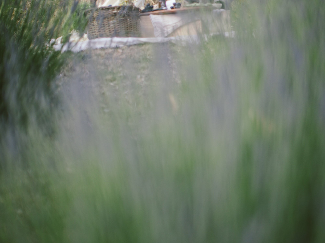 Lavender and Black-盐泉岛必去景点