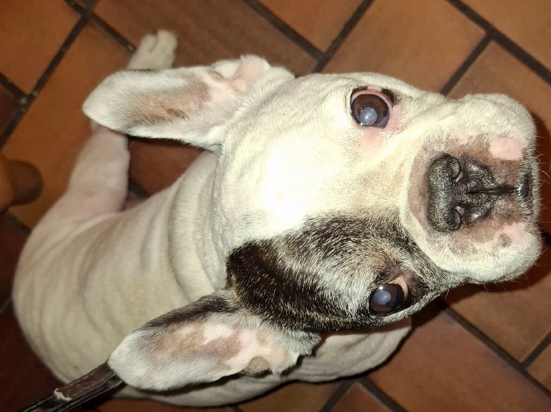 Palermo - Restaurant