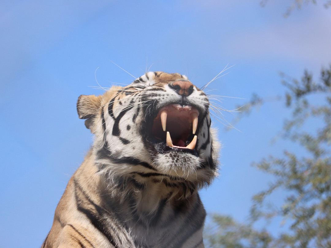 Panthera Africa - Big Cat Sanctuary-斯坦福必去景点