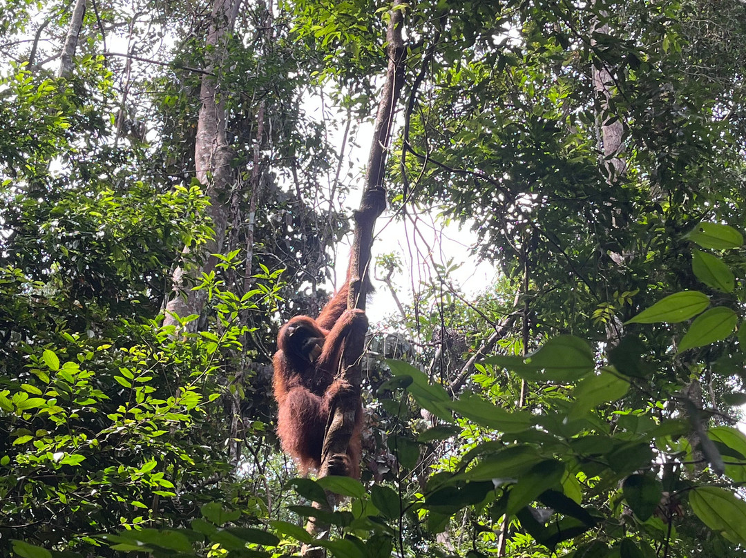 Sumatra Orang Utan Treks-武吉拉旺必去景点