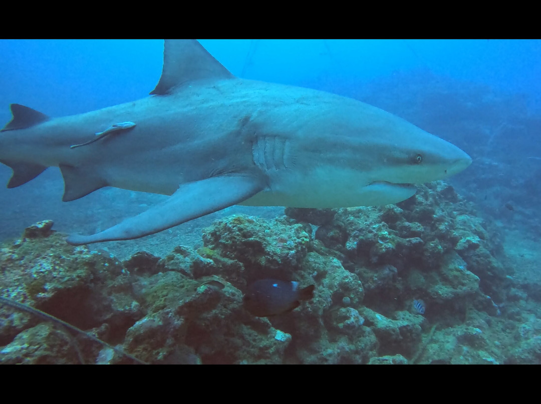 Aqua-Trek-太平洋港必去景点