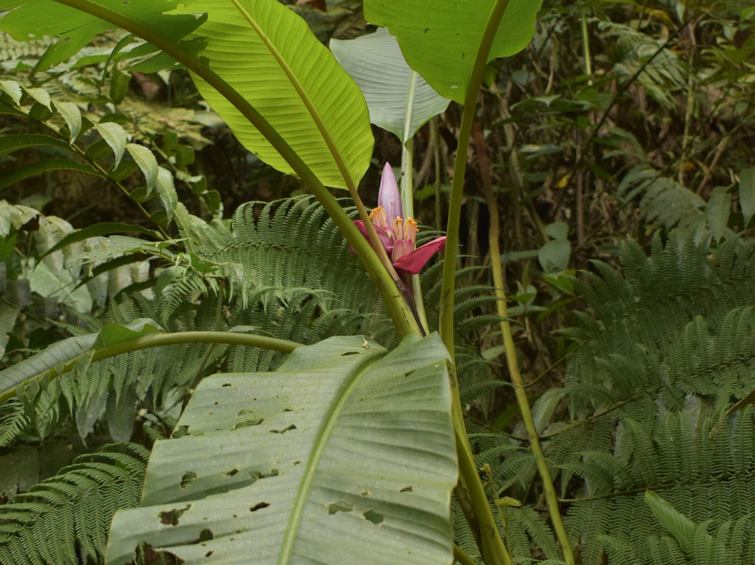 Parque Etnobotanico Omaere-Puyo必去景点