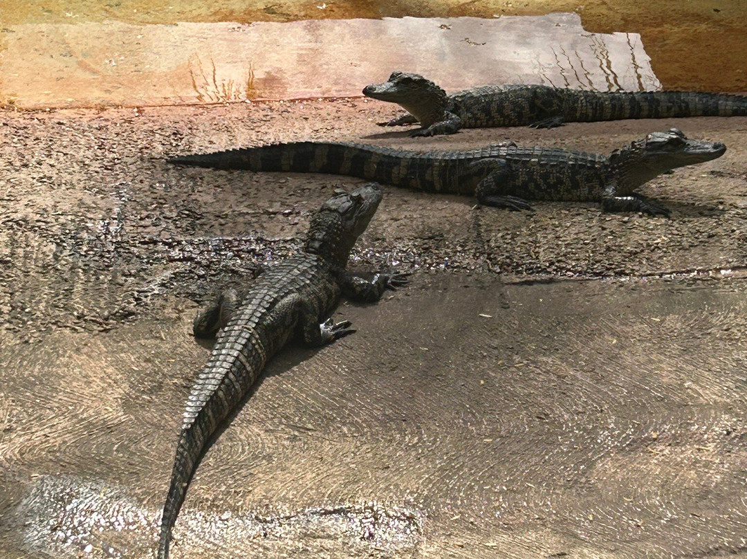 大沼泽地鳄鱼场-霍姆斯特德必去景点