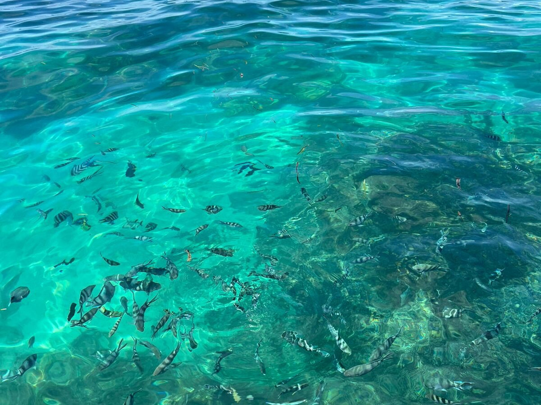 Blue - Green Zanzibar Tours and Safari-石头城必去景点